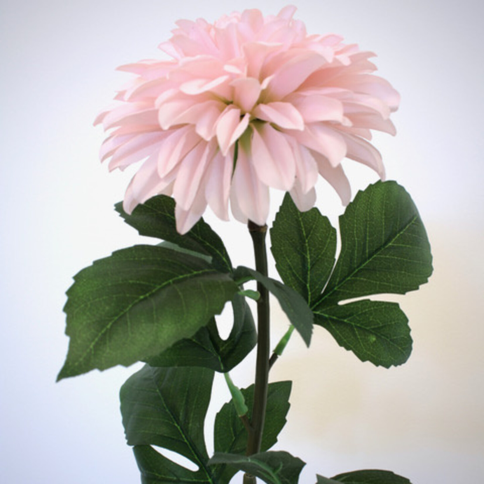 DAHLIA GALLERY LEONARDO  | LICHT ROZE | 70 CM
