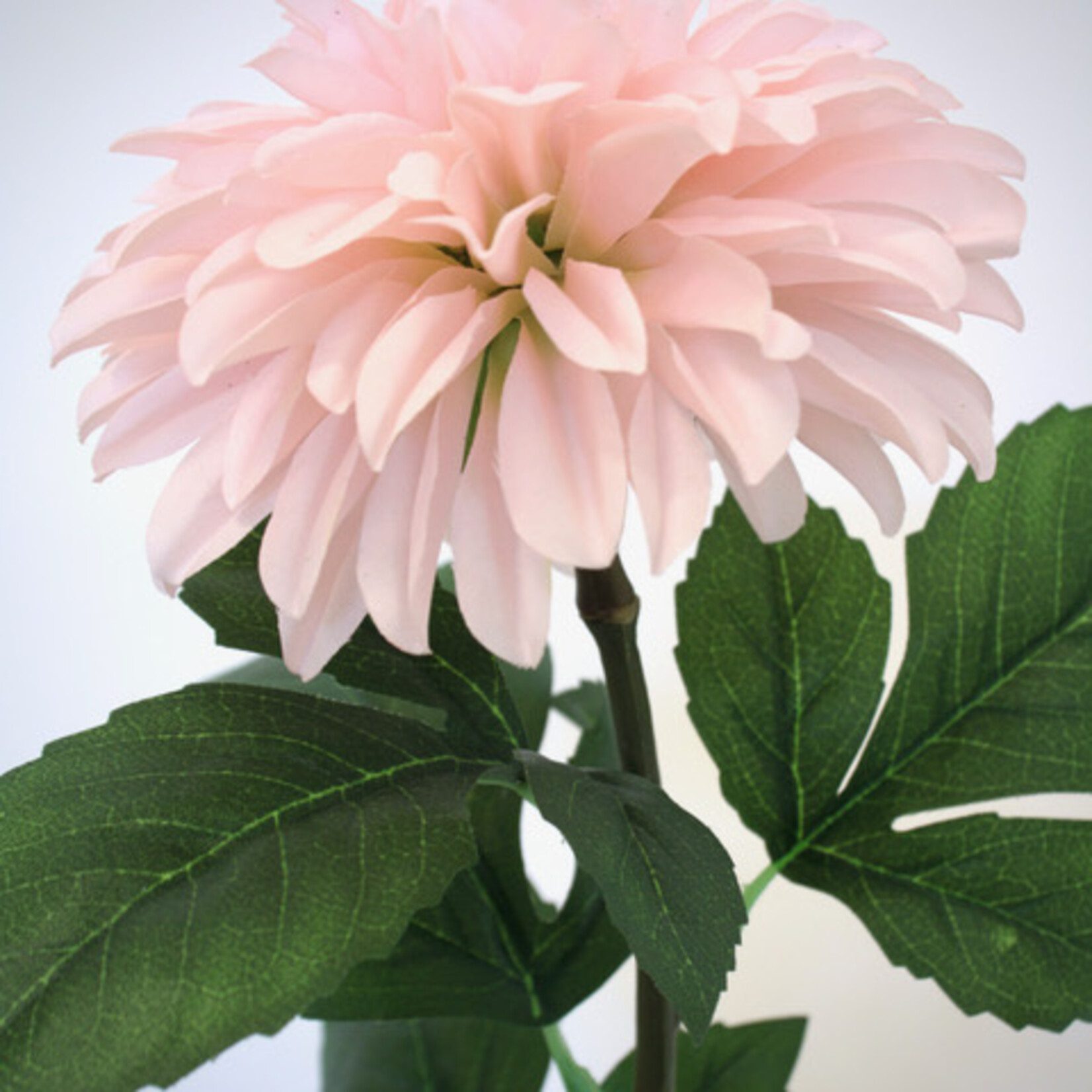 DAHLIA GALLERY LEONARDO | PALE PINK |  70 CM