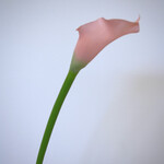 CALLA | ROZE | 50 CM