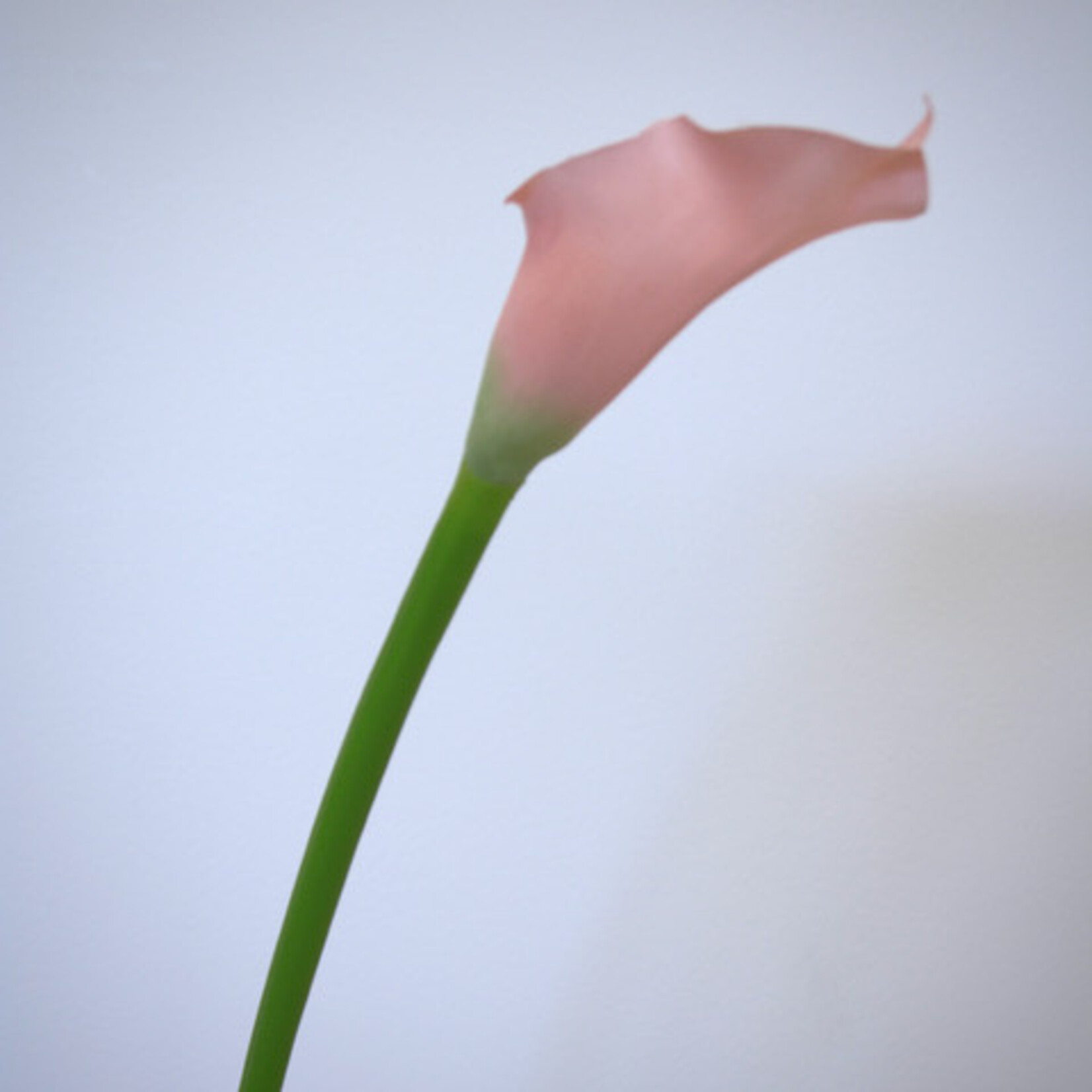 CALLA | ROZE | 50 CM
