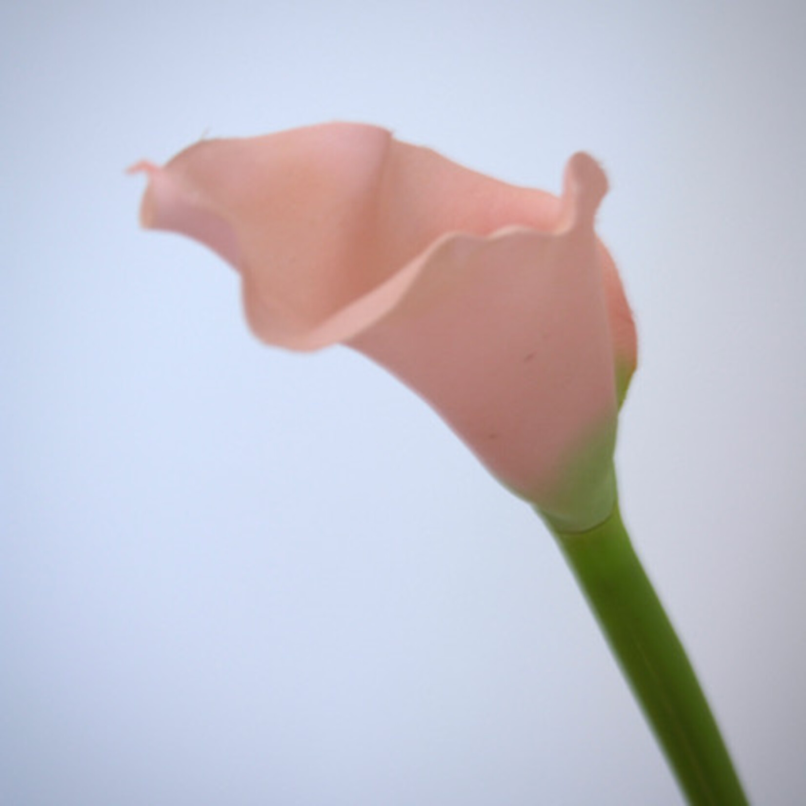 CALLA | ROZE | 50 CM