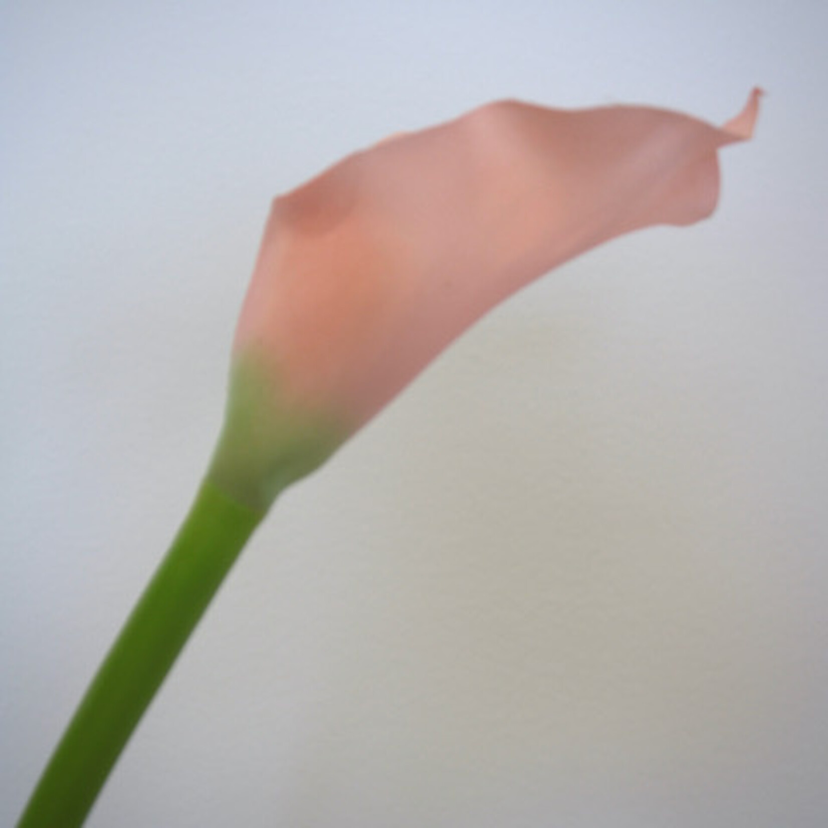 CALLA | PINK | 50 CM