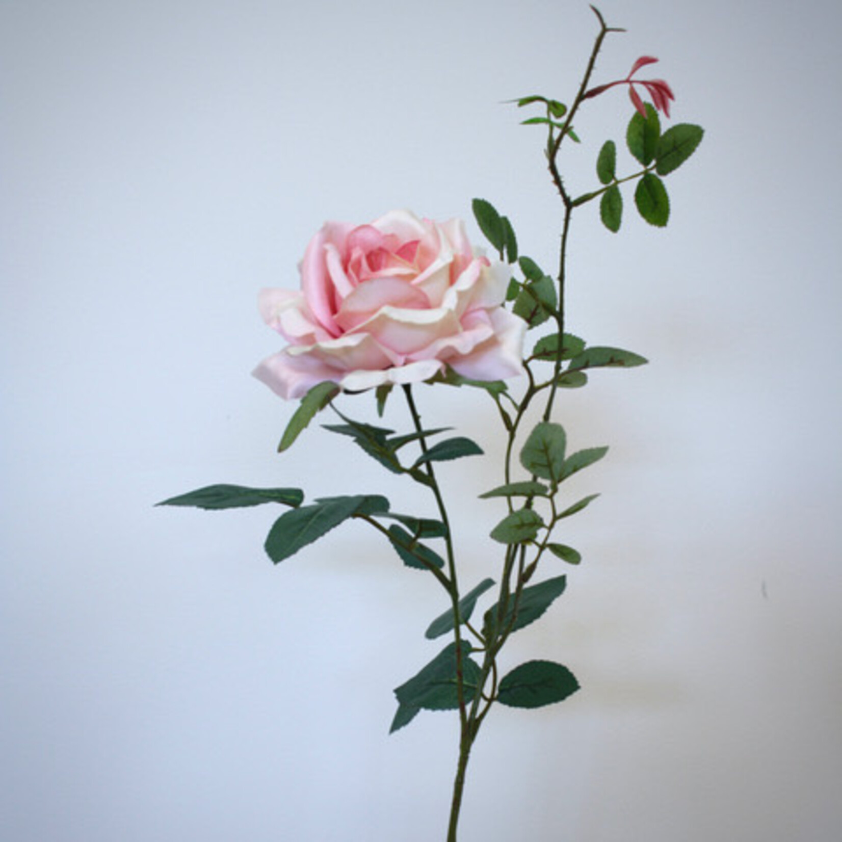ROSE GRANDIFLORA | SOFT PINK | 75 CM