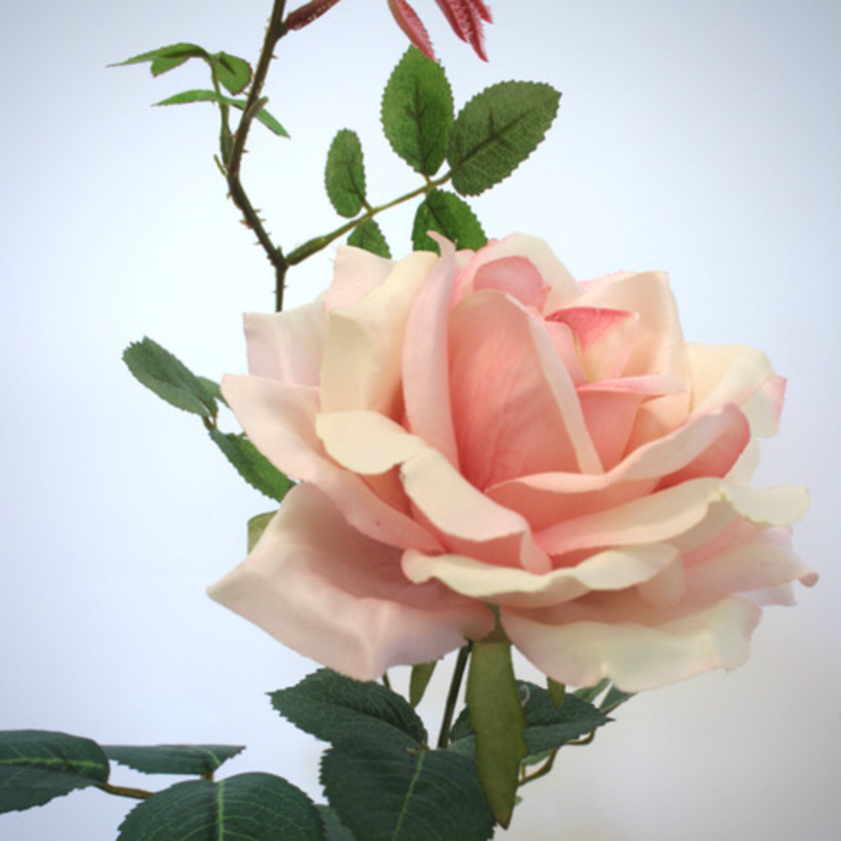 ROOS GRANDIFLORA | ZACHT ROZE | 75 CM