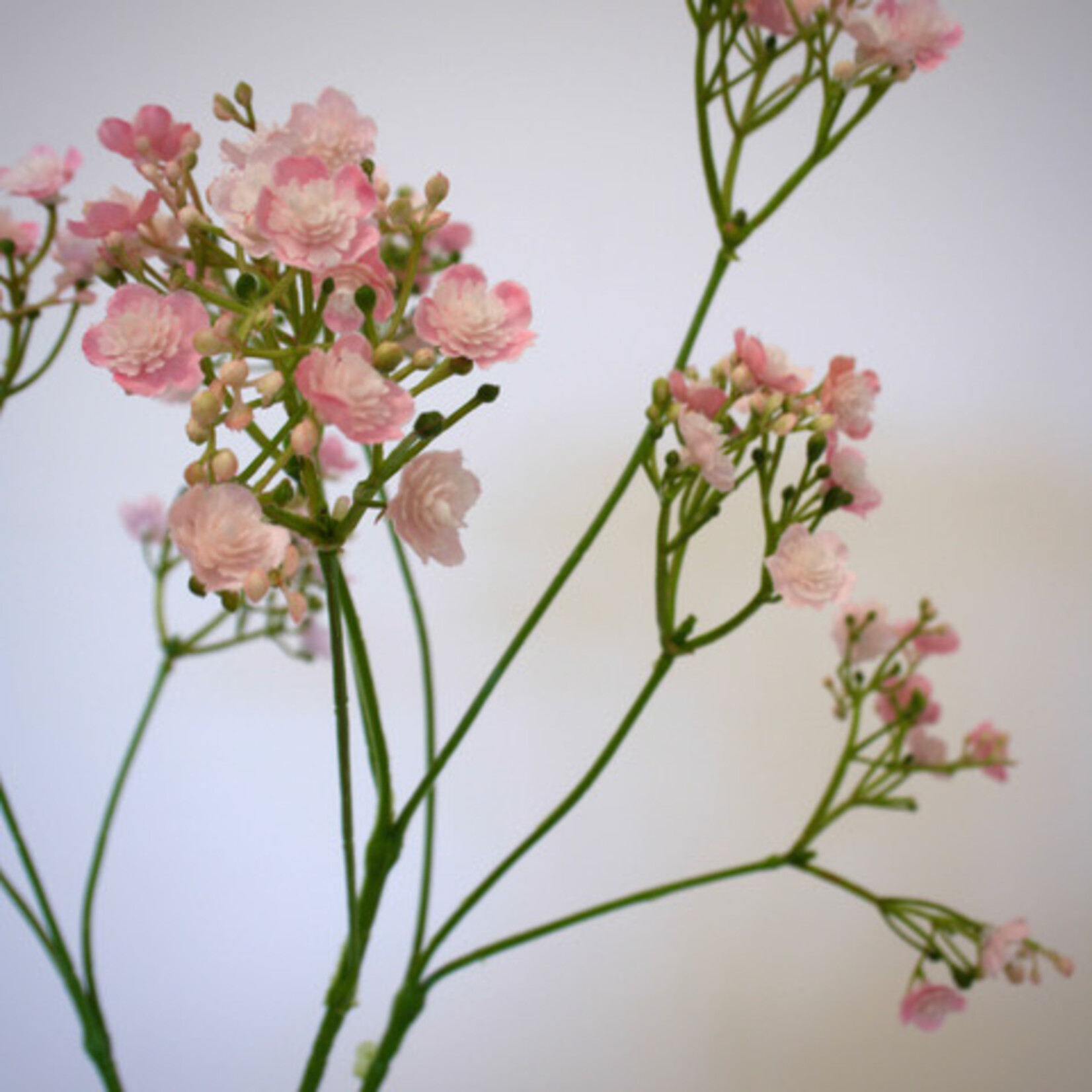 BABY'S BREATH ROSEA | PINK | 70 CM