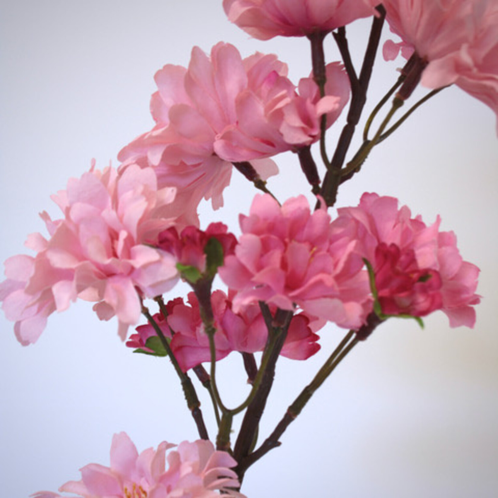 KERSEN BLOESEM | ROZE | 66 CM