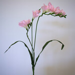 FRESIA| PINK | 60 CM