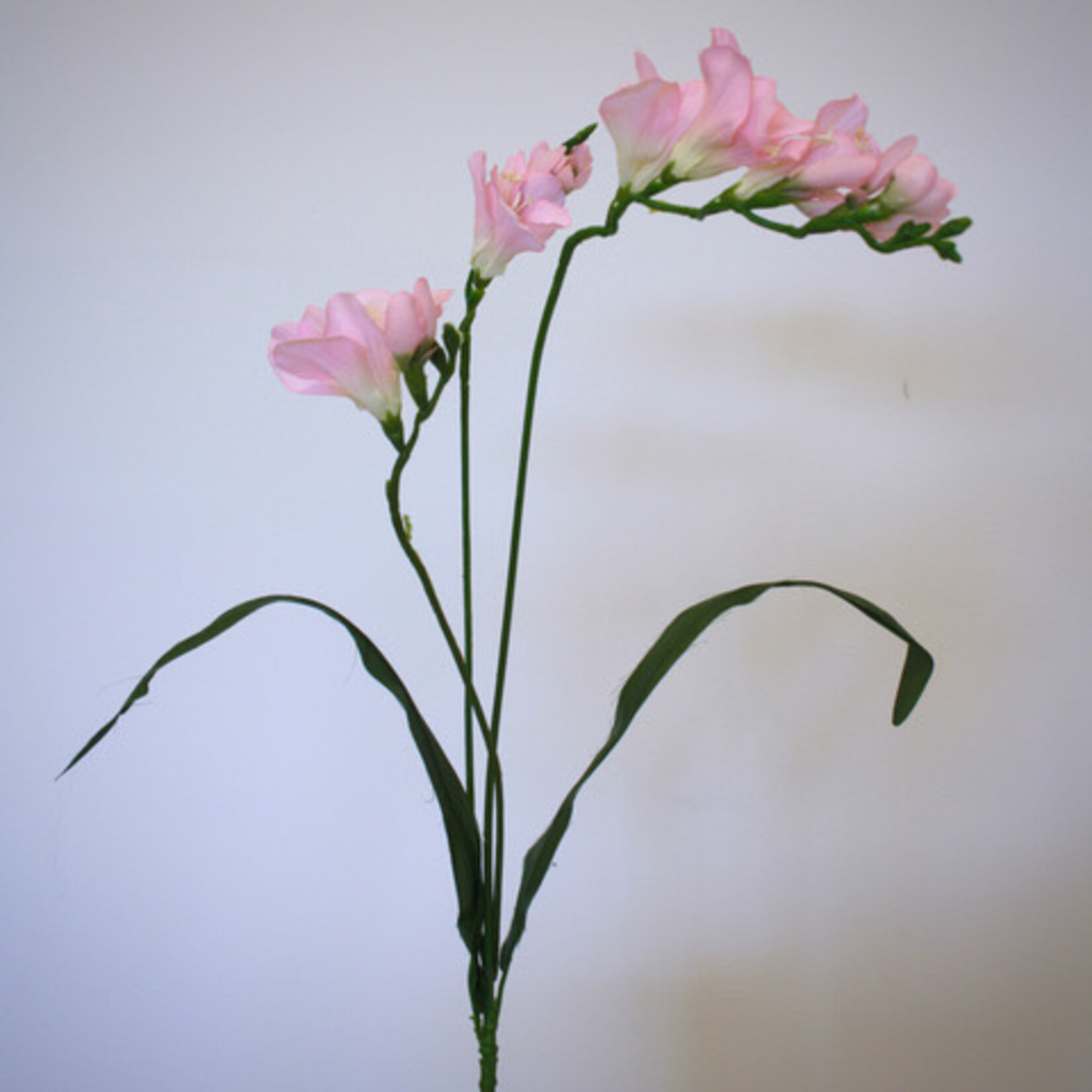 FREESIA| ROZE | 60 CM