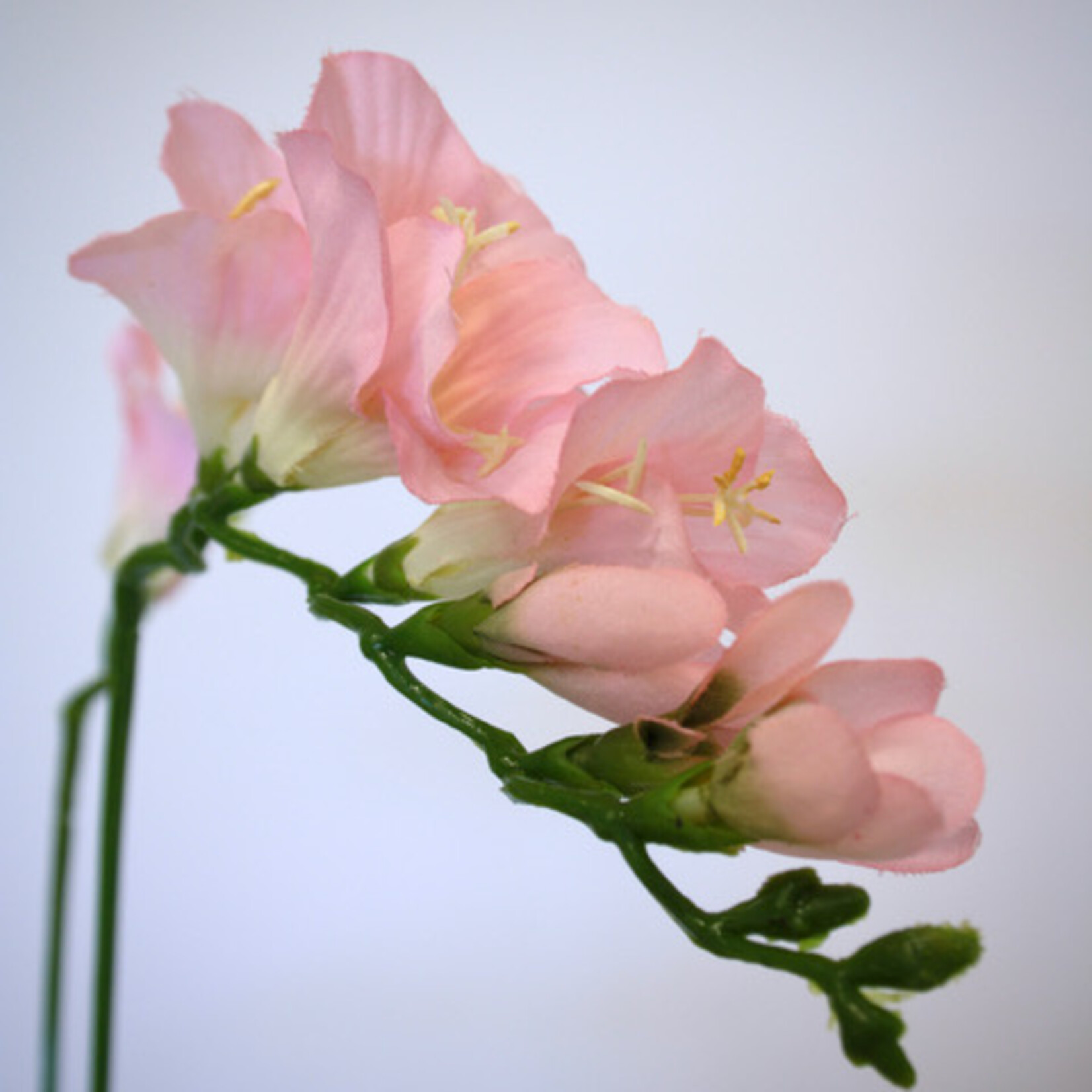 FRESIA| PINK | 60 CM