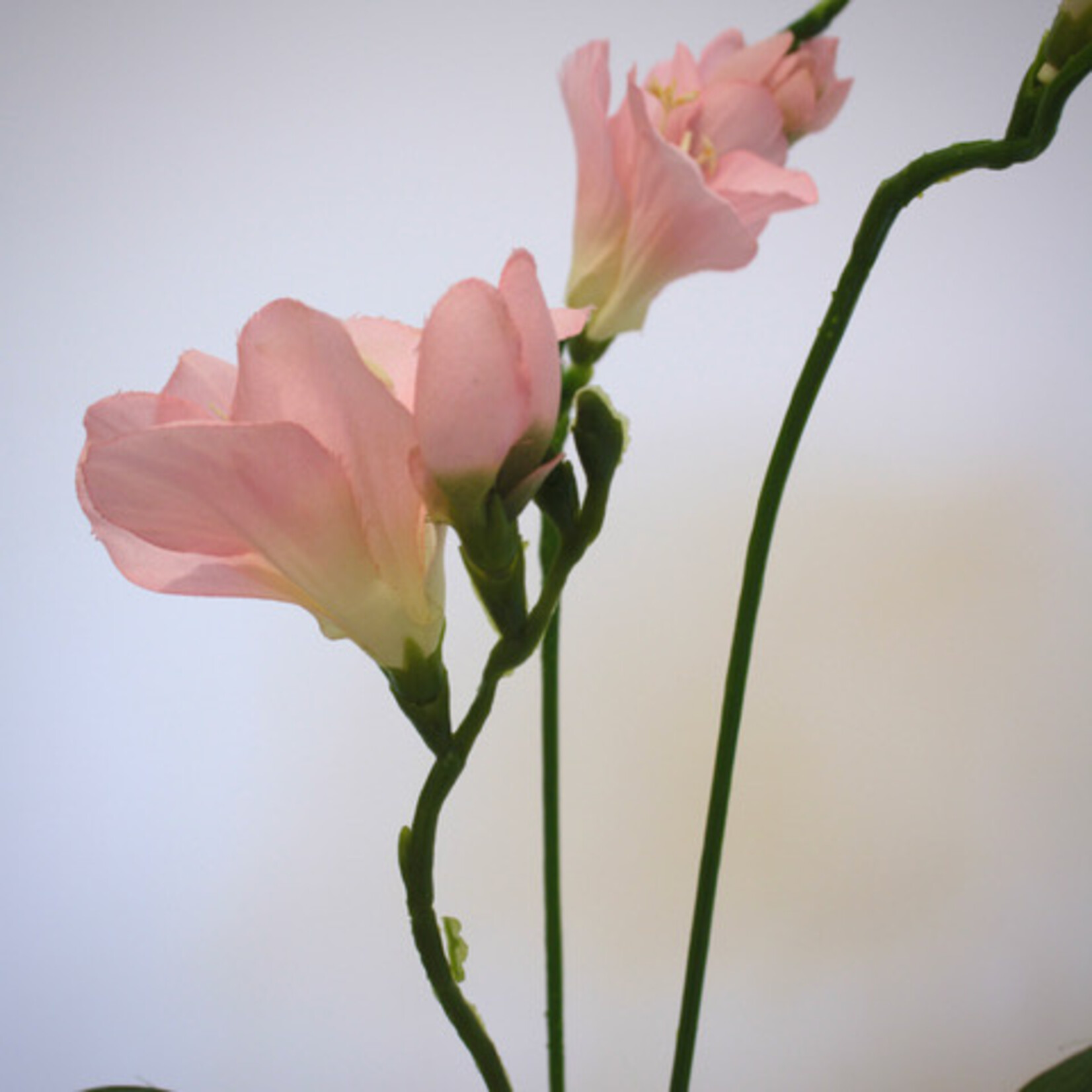 FRESIA| PINK | 60 CM
