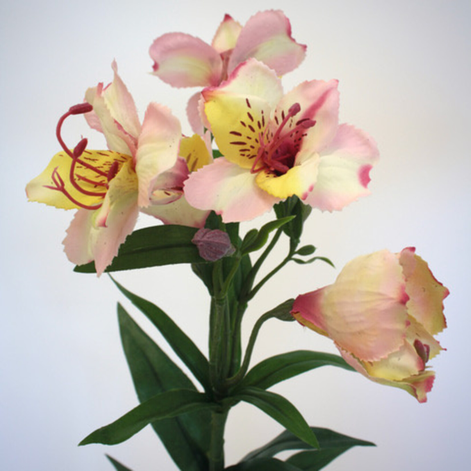 ALSTROEMERIA  COLORITA| LIGHT PINK | 75 CM