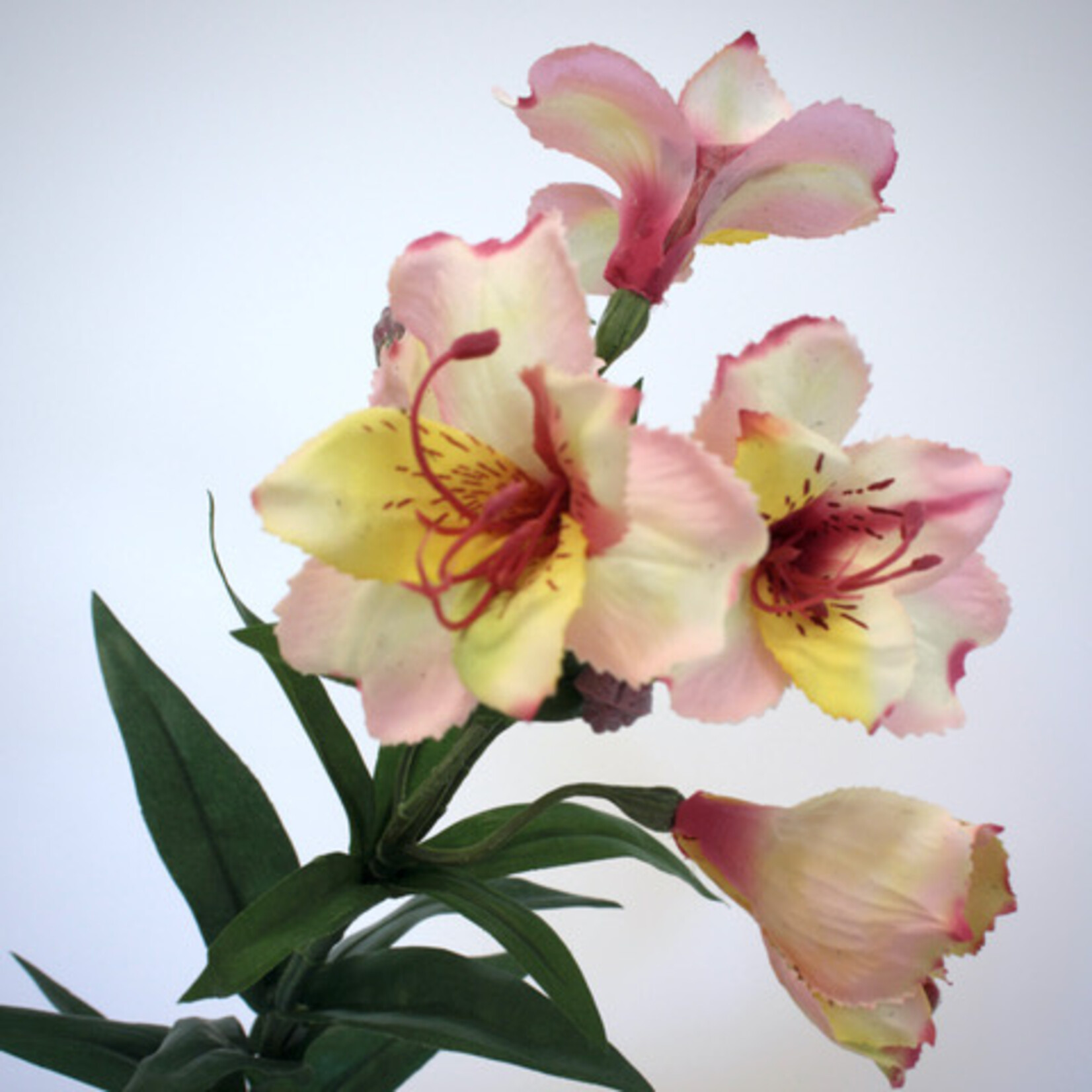 ALSTROEMERIA  COLORITA | LICHT ROZE| 75 CM