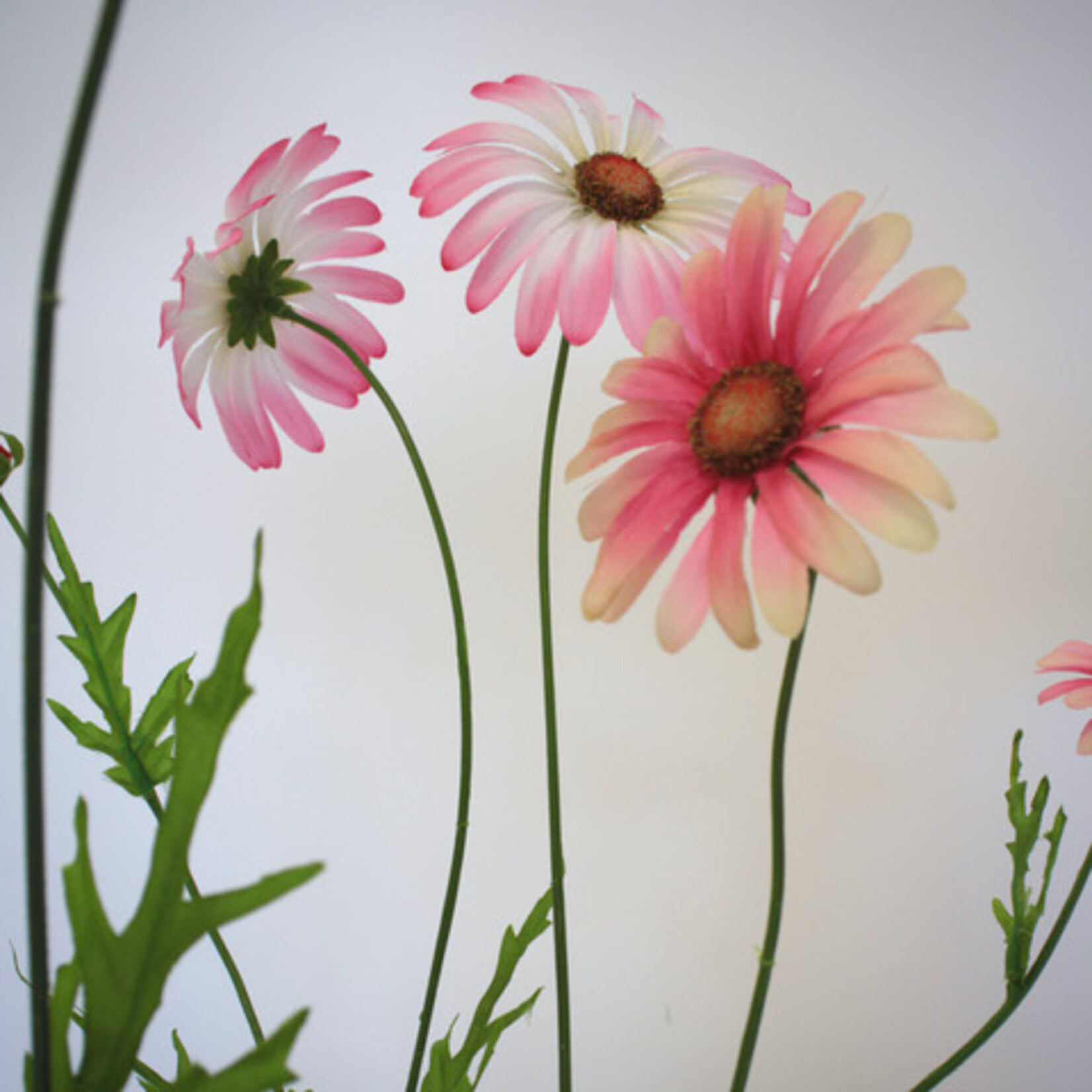 OX EYE DAISY PINK SUN | PINK | 92 CM