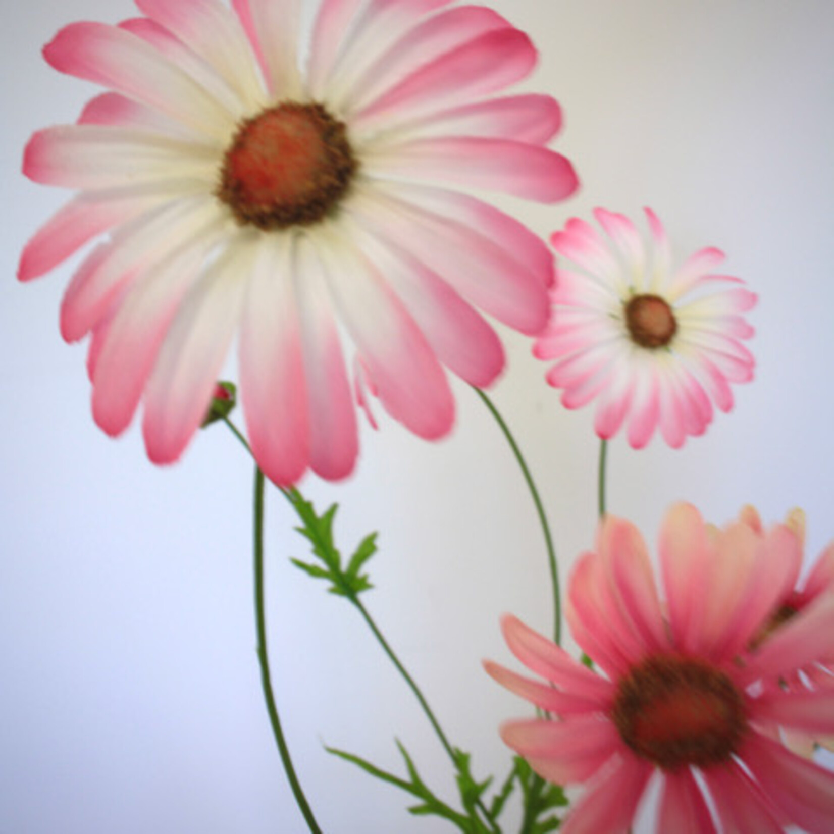 OX EYE DAISY PINK SUN | PINK | 92 CM