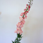 RIDDERSPOOR | ROZE | 130 CM