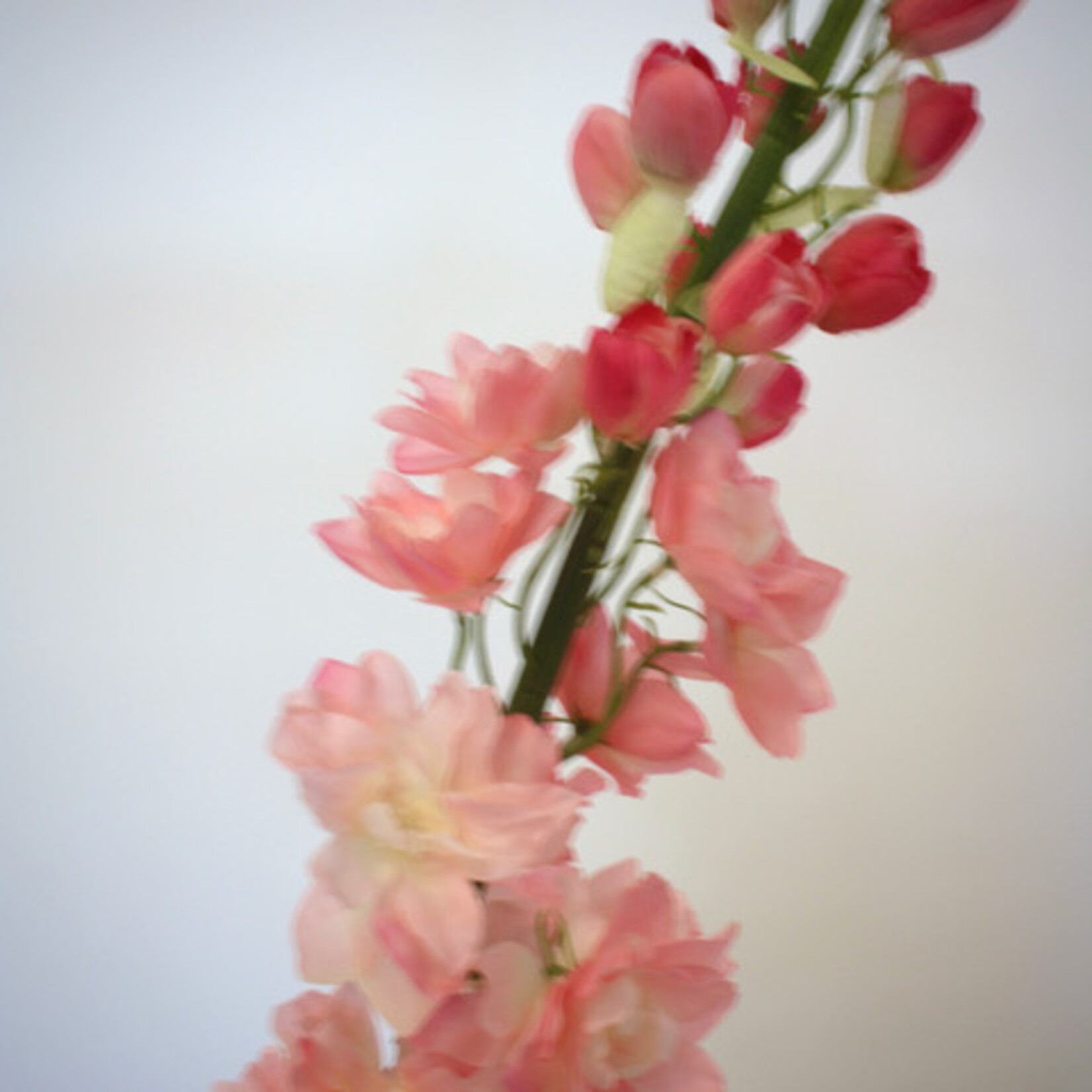 RIDDERSPOOR KISSI LOVELY | ROZE | 130 CM