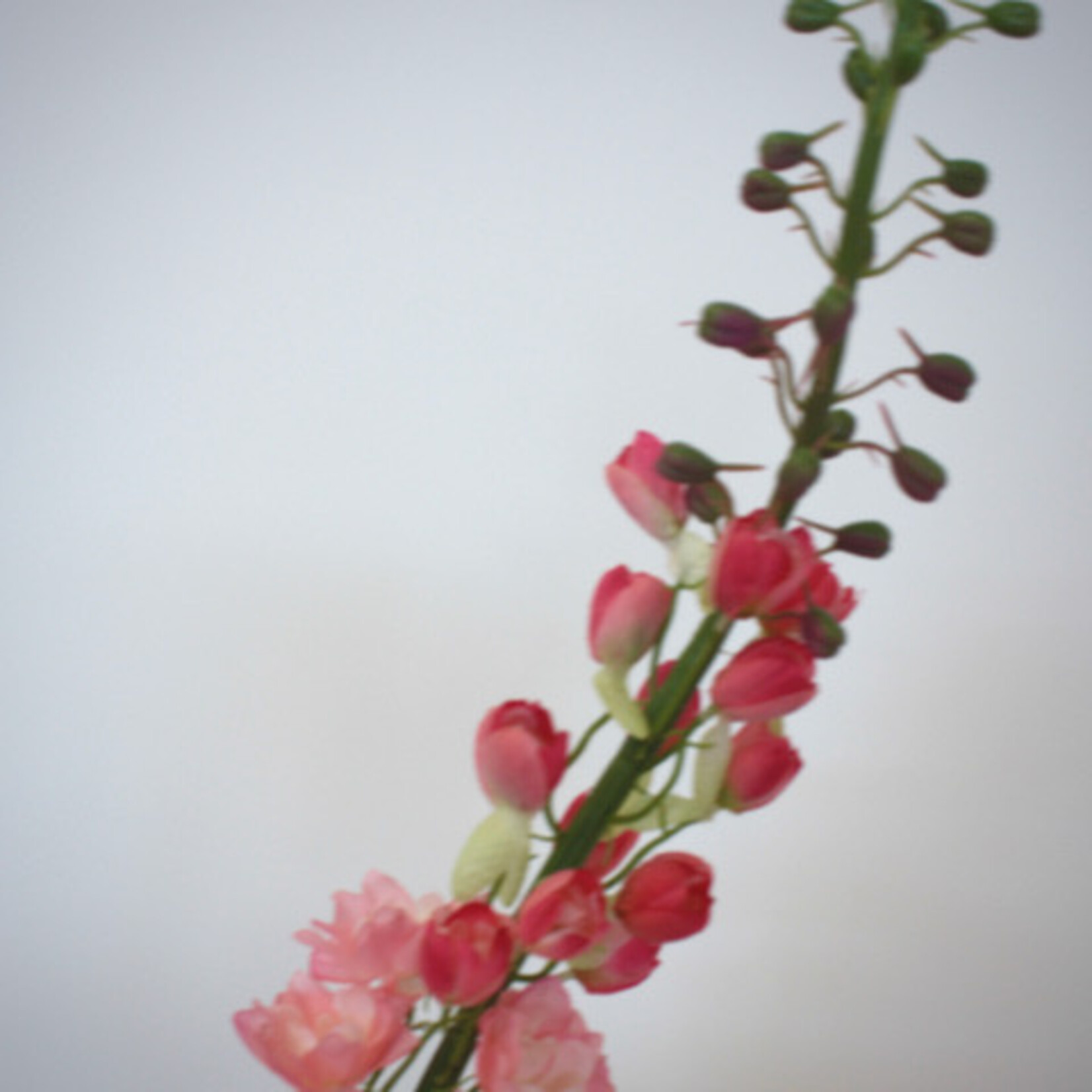 DELPHINIUM KISSI LOVERLY | PINK | 130 CM