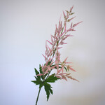 ASTILBE | ROZE | 90 CM