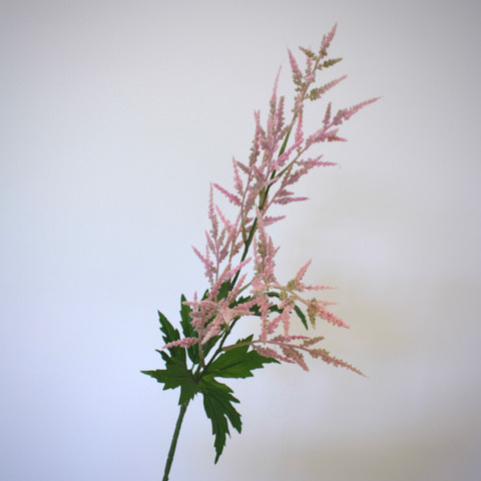ASTILBE CATTLEYA | PINK | 90 CM