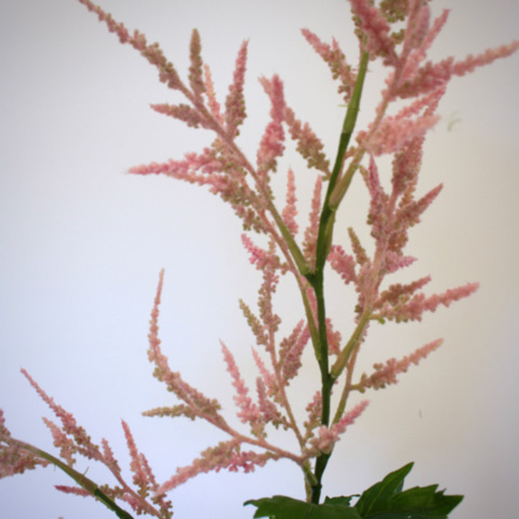 ASTILBE CATTLEYA | PINK | 90 CM
