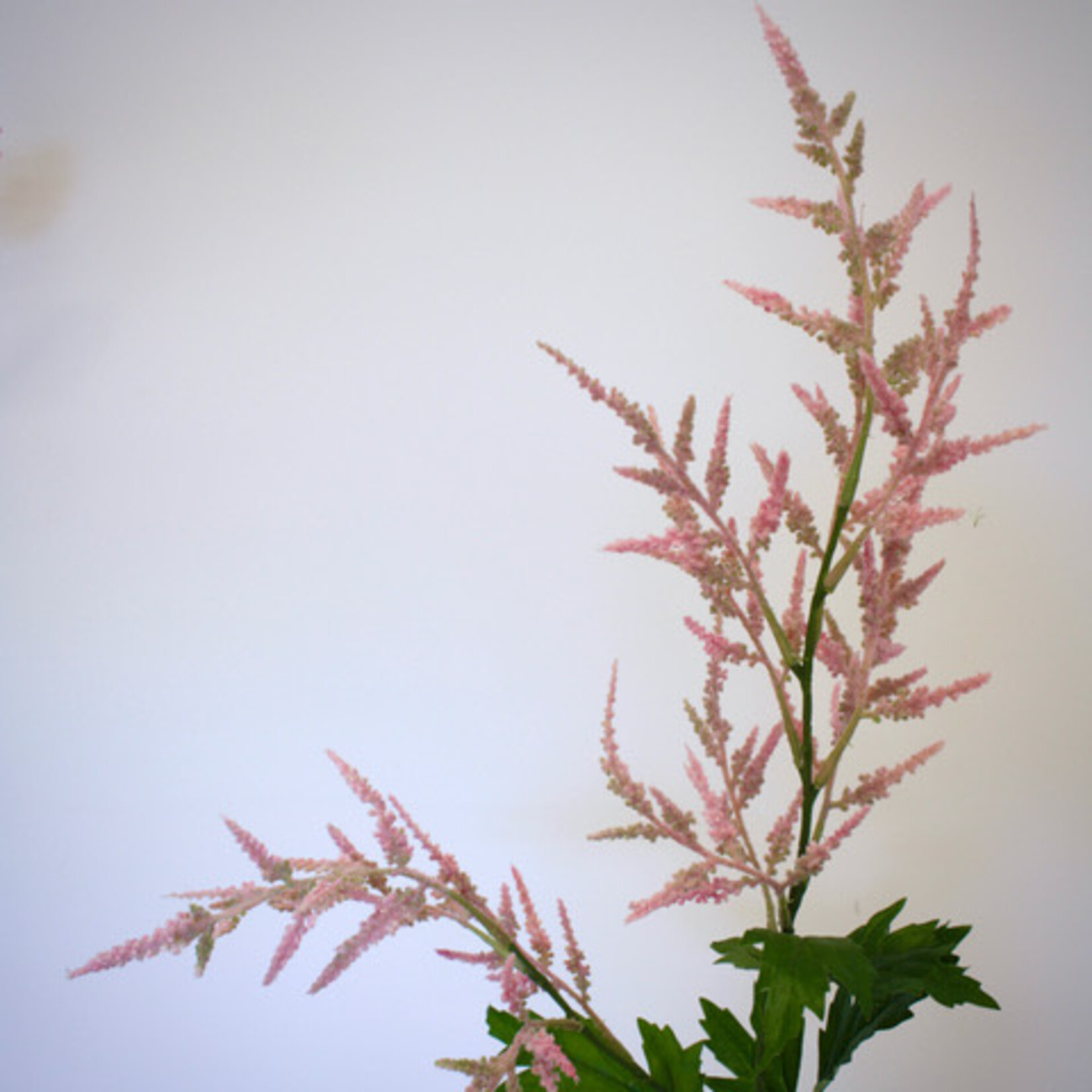 ASTILBE CATTLEYA | ROZE | 90 CM