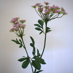 DILLE | ROZE | 73 CM