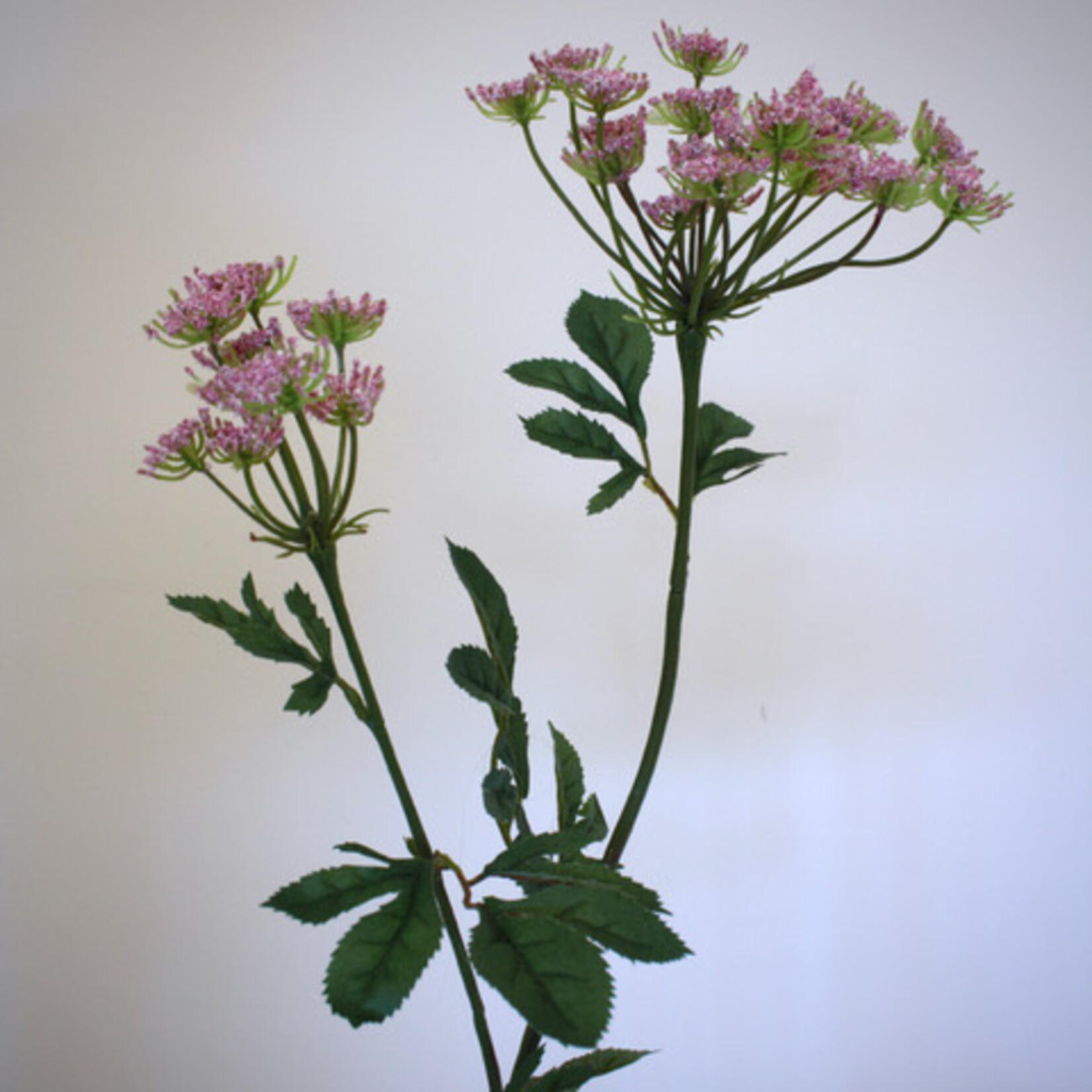 DILLE | ROZE | 73 CM