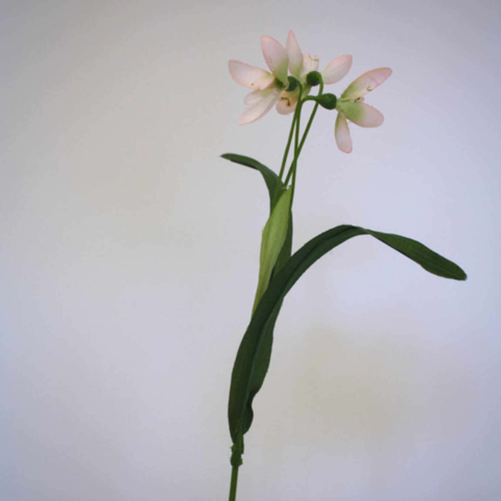 SNOWDROP ELWESII |WHITE | 45 CM