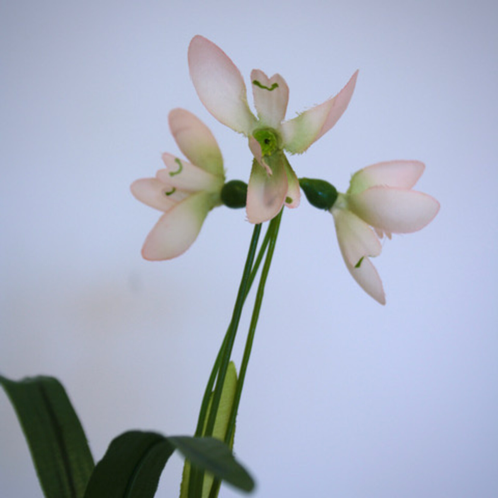 SNOWDROP ELWESII |WHITE | 45 CM