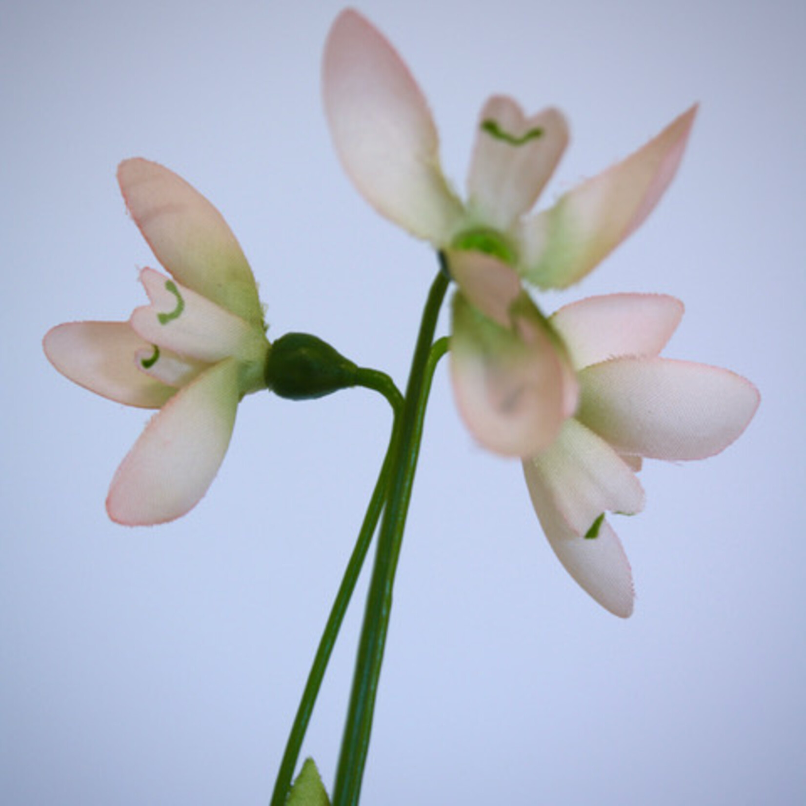 SNOWDROP ELWESII |WHITE | 45 CM