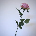 ROSE | PINK | 66 CM