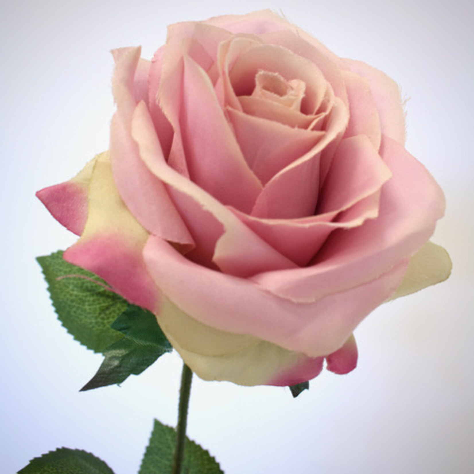ROSE HEARTTHROB | PINK | 66 CM