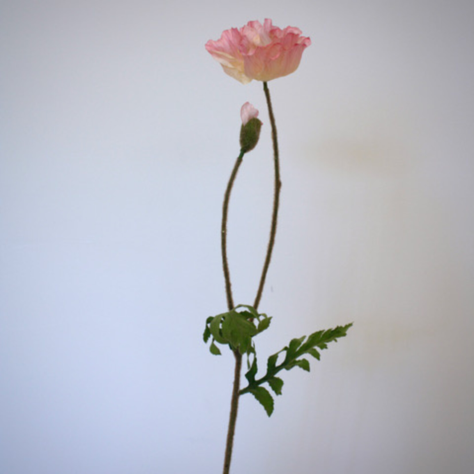 POPPY WELSH | PINK | 65 CM