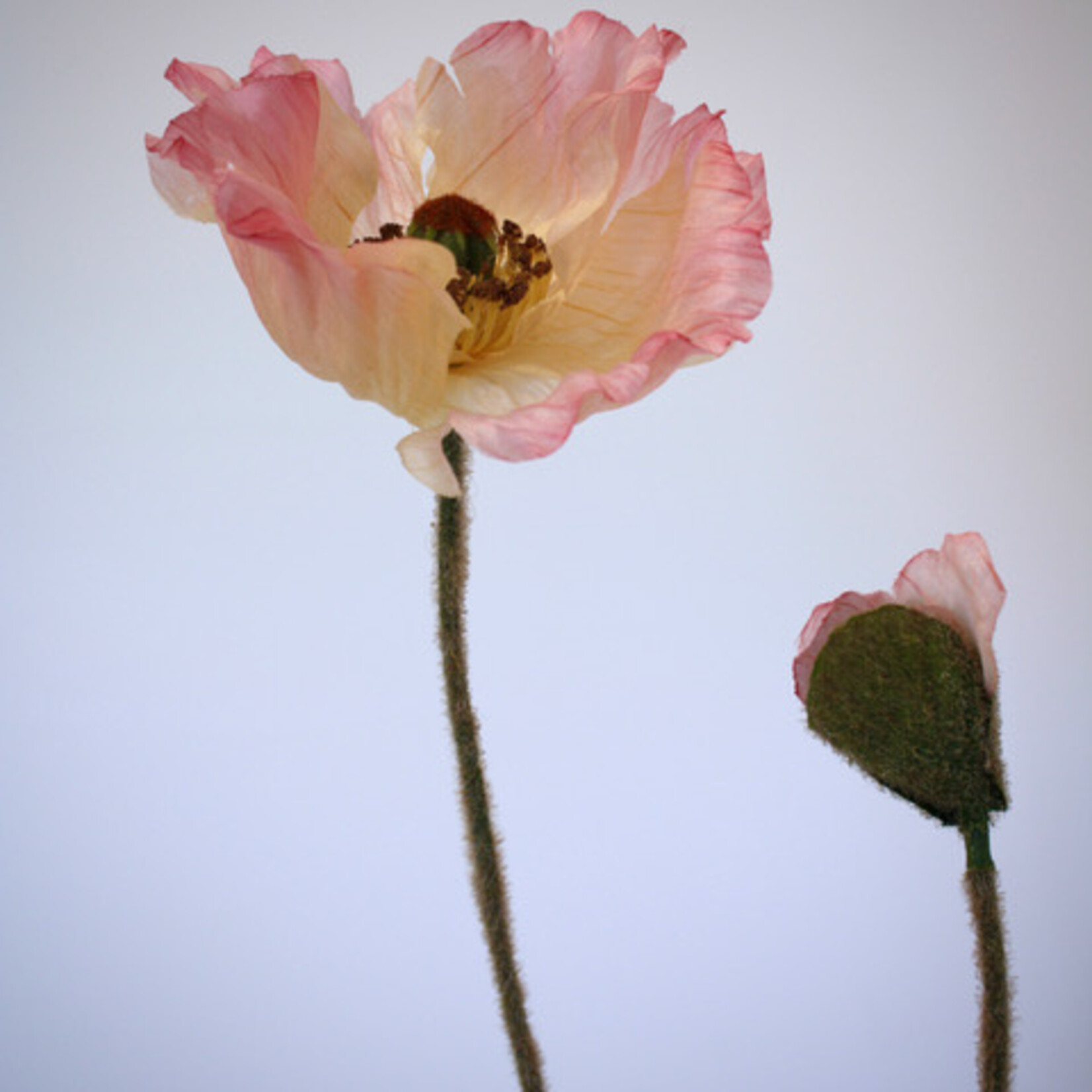 POPPY WELSH | PINK | 65 CM