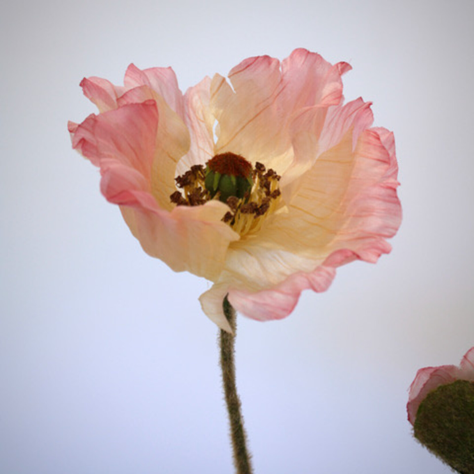 POPPY WELSH | PINK | 65 CM