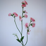 LATHYRUS | ROZE  | 58 CM
