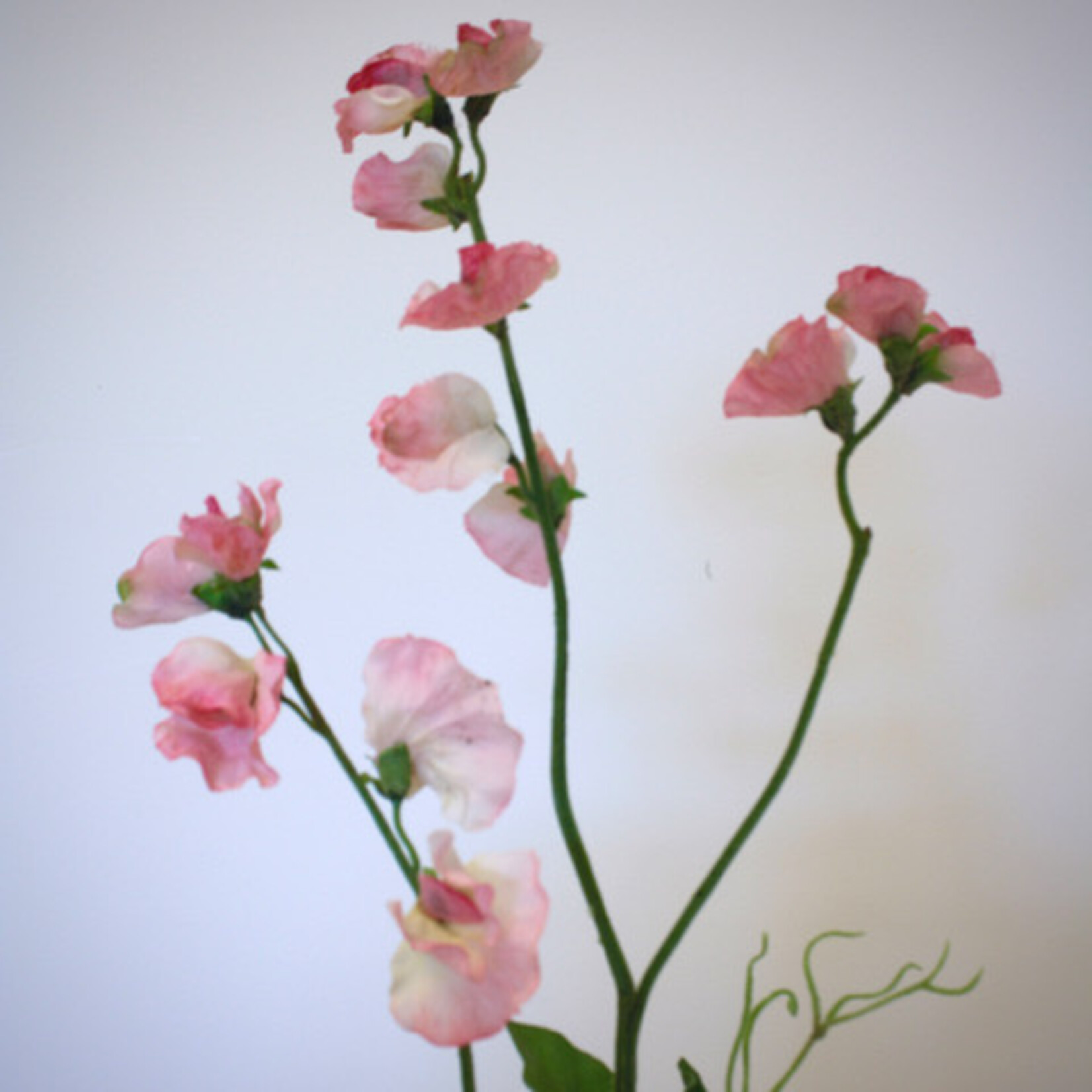 LATHYRUS ROYAL SALMON PINK | ROZE  | 58 CM