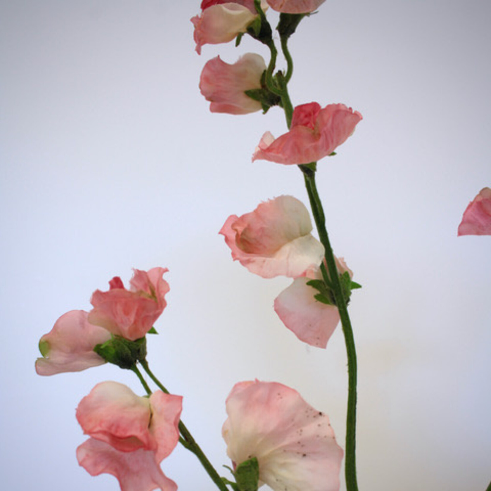 LATHYRUS ROYAL SALMON PINK | ROZE  | 58 CM