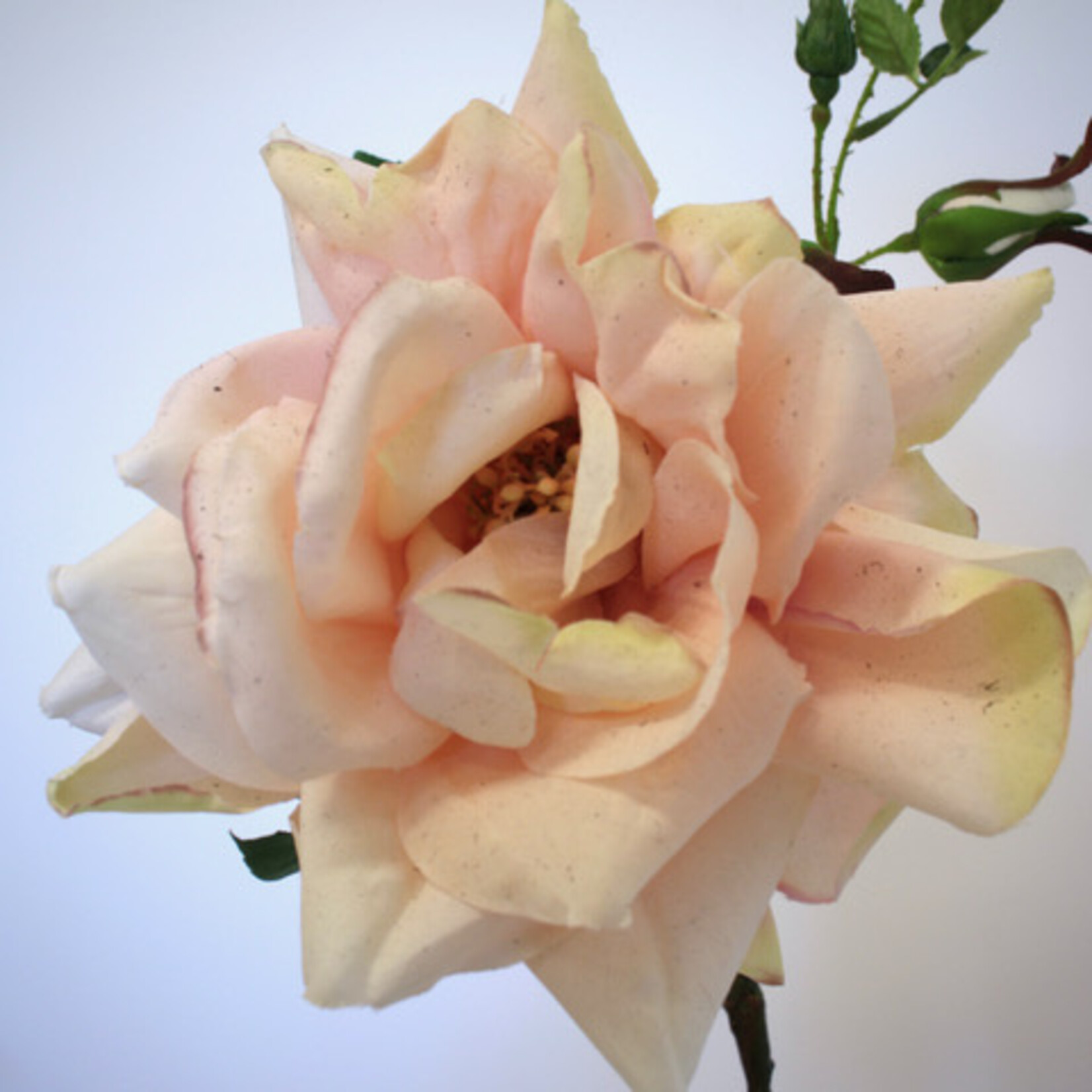 ROOS NEW DAWN | ROZE | 52 CM