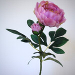 PIOENROOS | LICHT ROZE | 66 CM