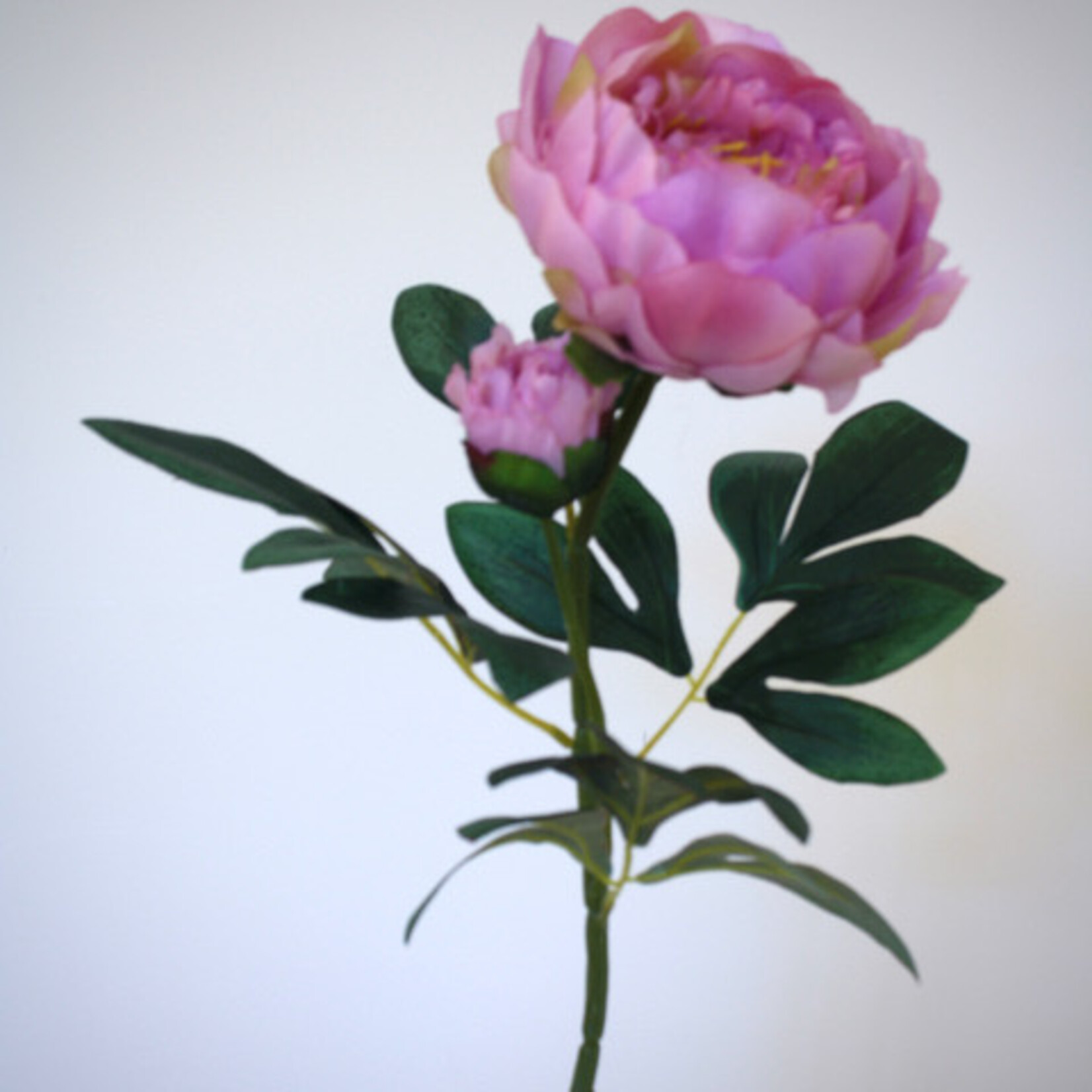 PEONY | LIGHT PINK | 66 CM