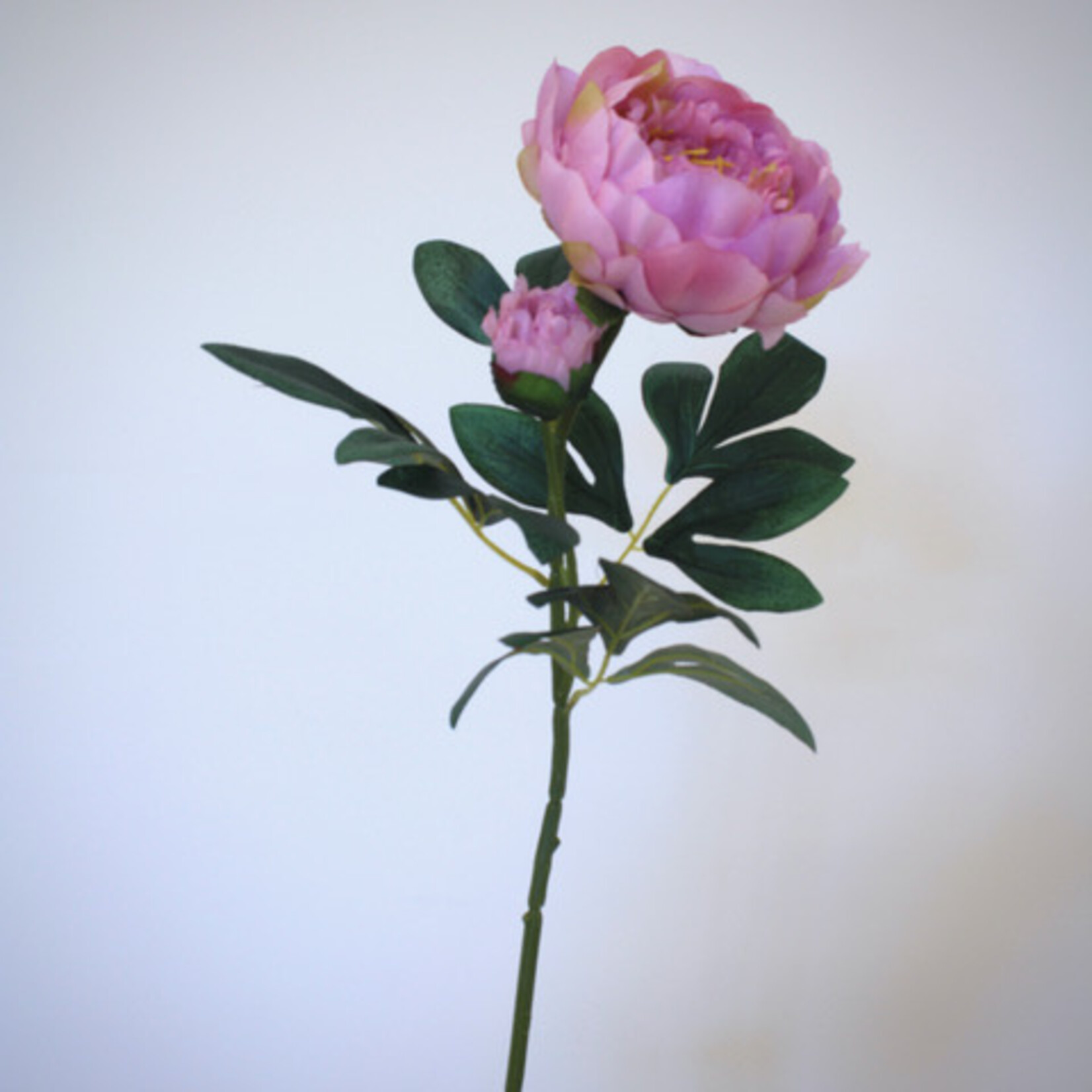 PIOENROOS | LICHT ROZE | 66 CM