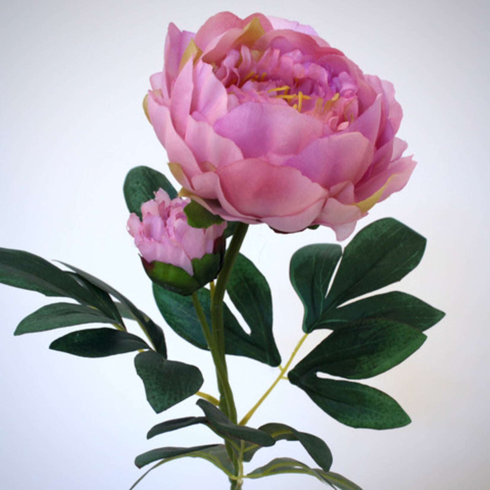 PEONY | LIGHT PINK | 66 CM