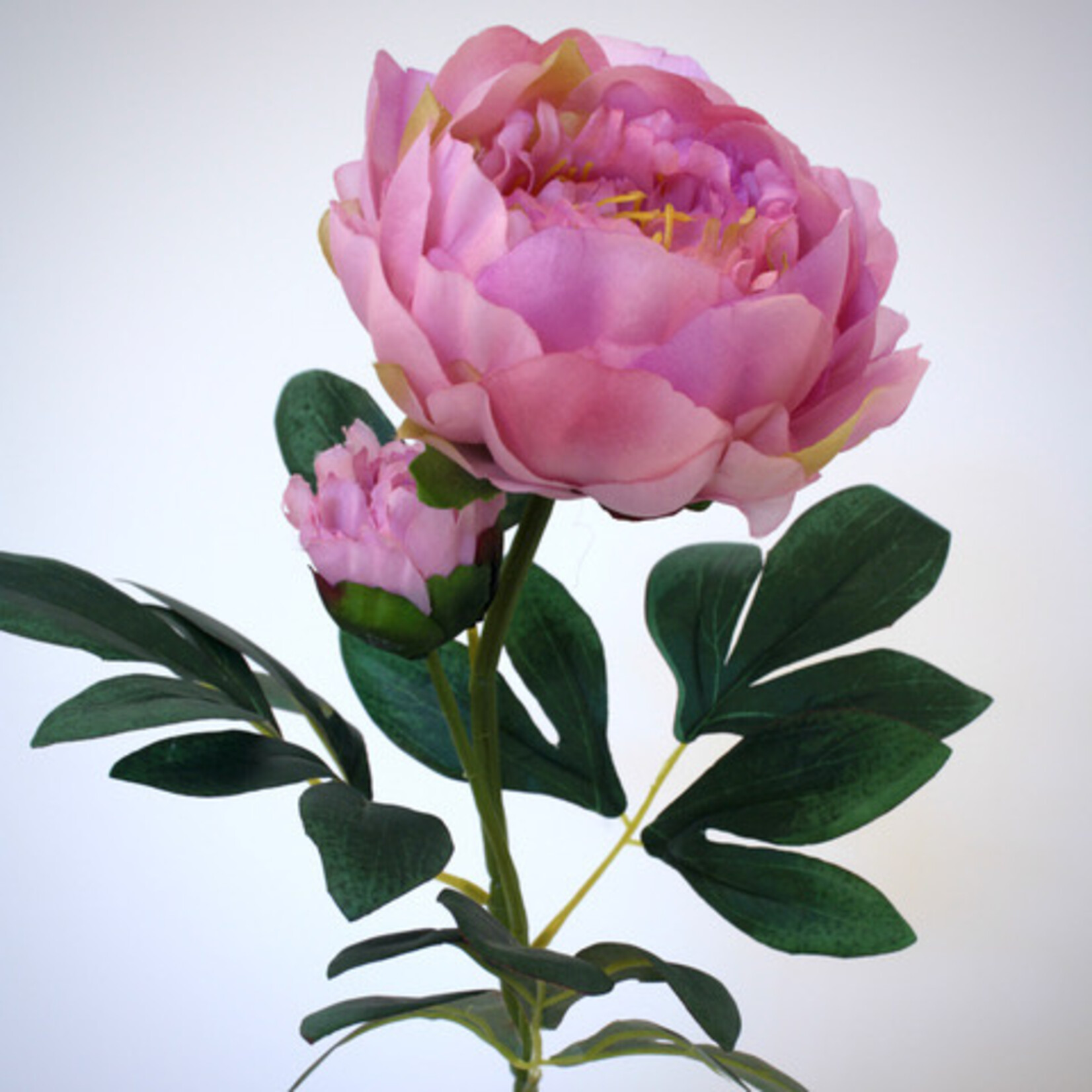 PIOENROOS | LICHT ROZE | 66 CM