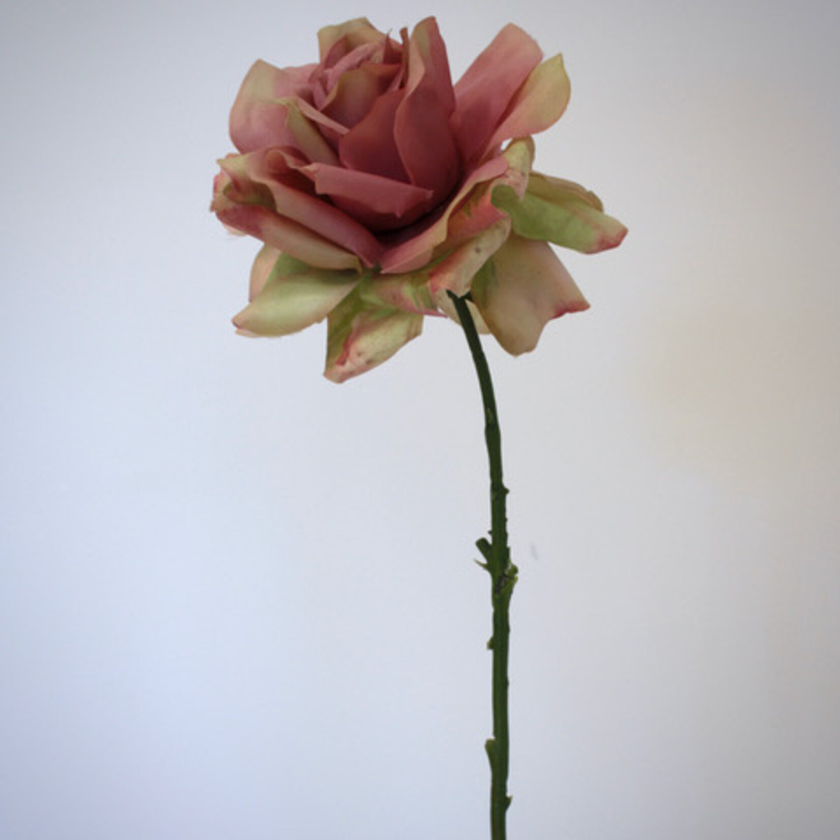 ROSE OLD DUTCH | PINK | 64 CM