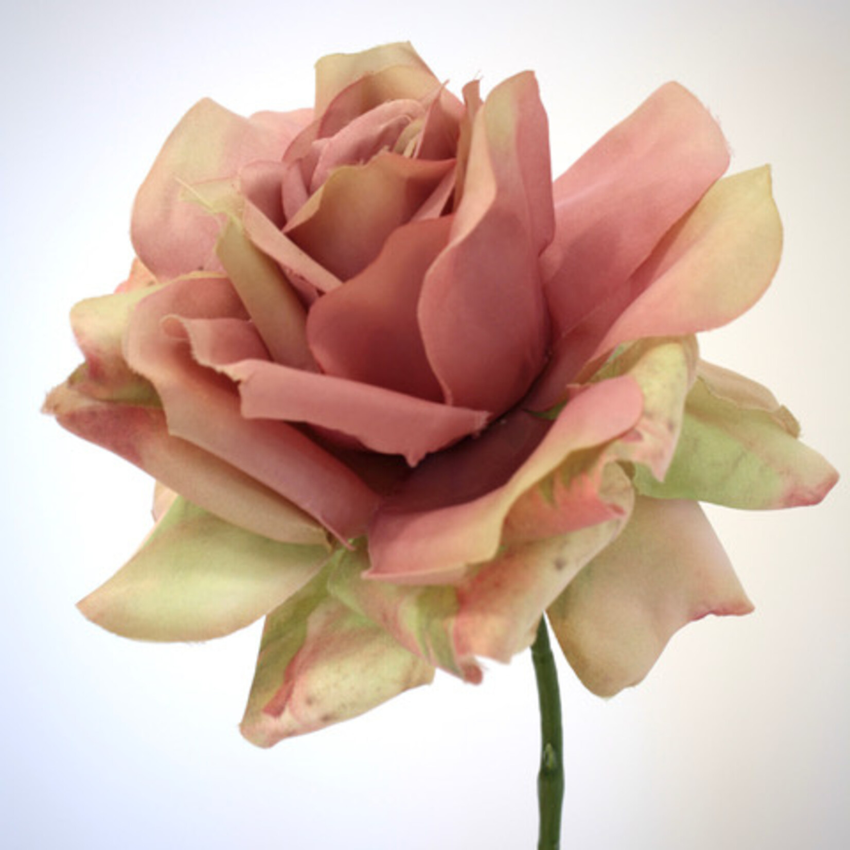 ROOS OLD DUTCH | ROZE | 64 CM