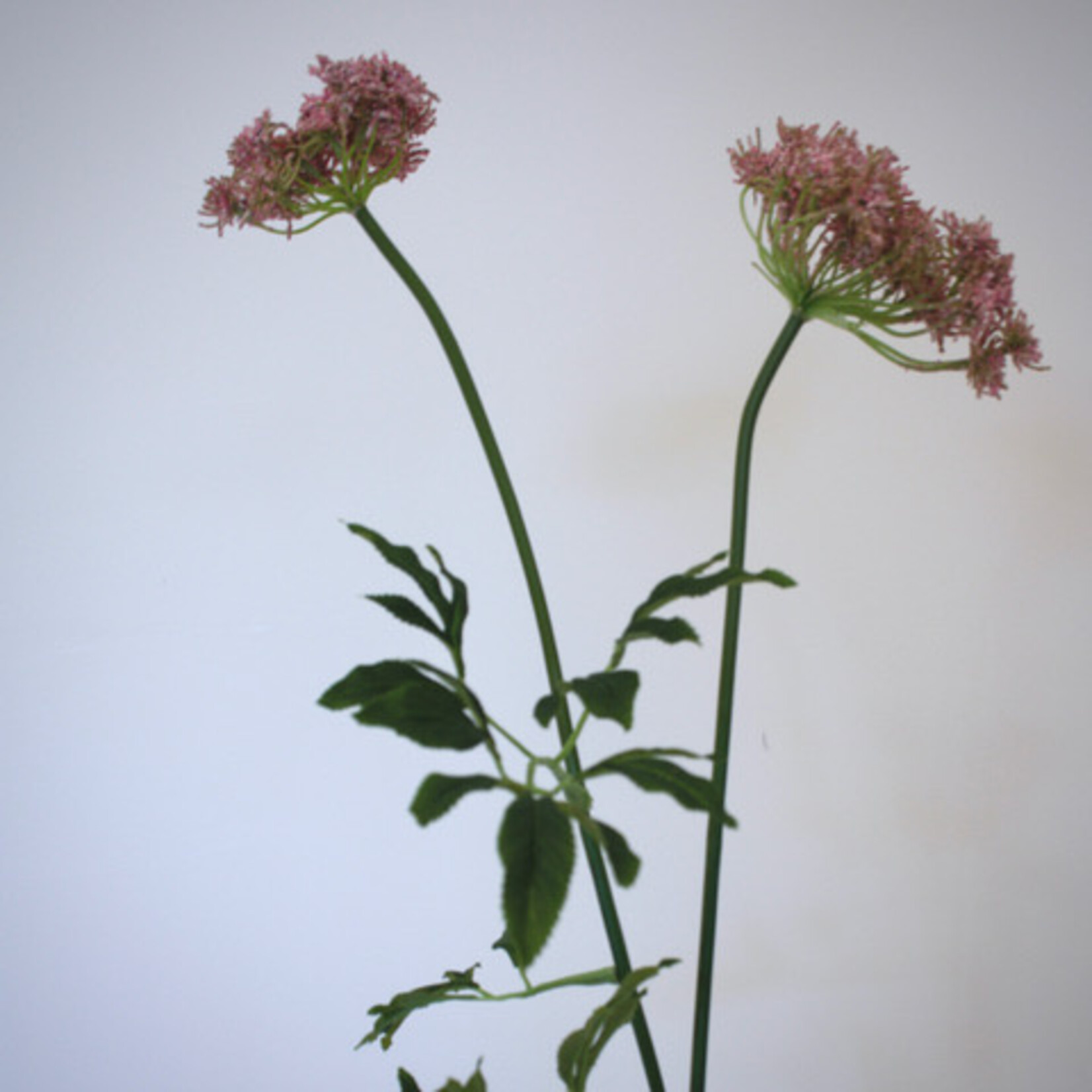 DILLE | ROZE | 75 CM