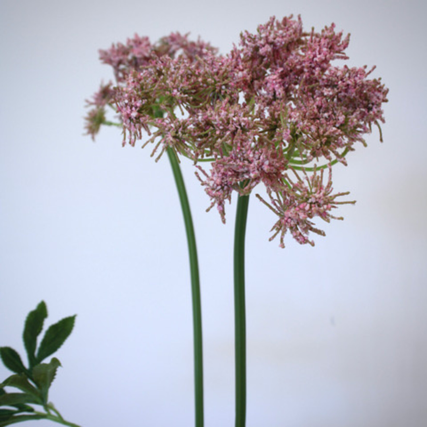 DILLE | ROZE | 75 CM