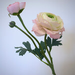 RANUNCULUS DOUBLE | LIGHT PINK | 40 CM