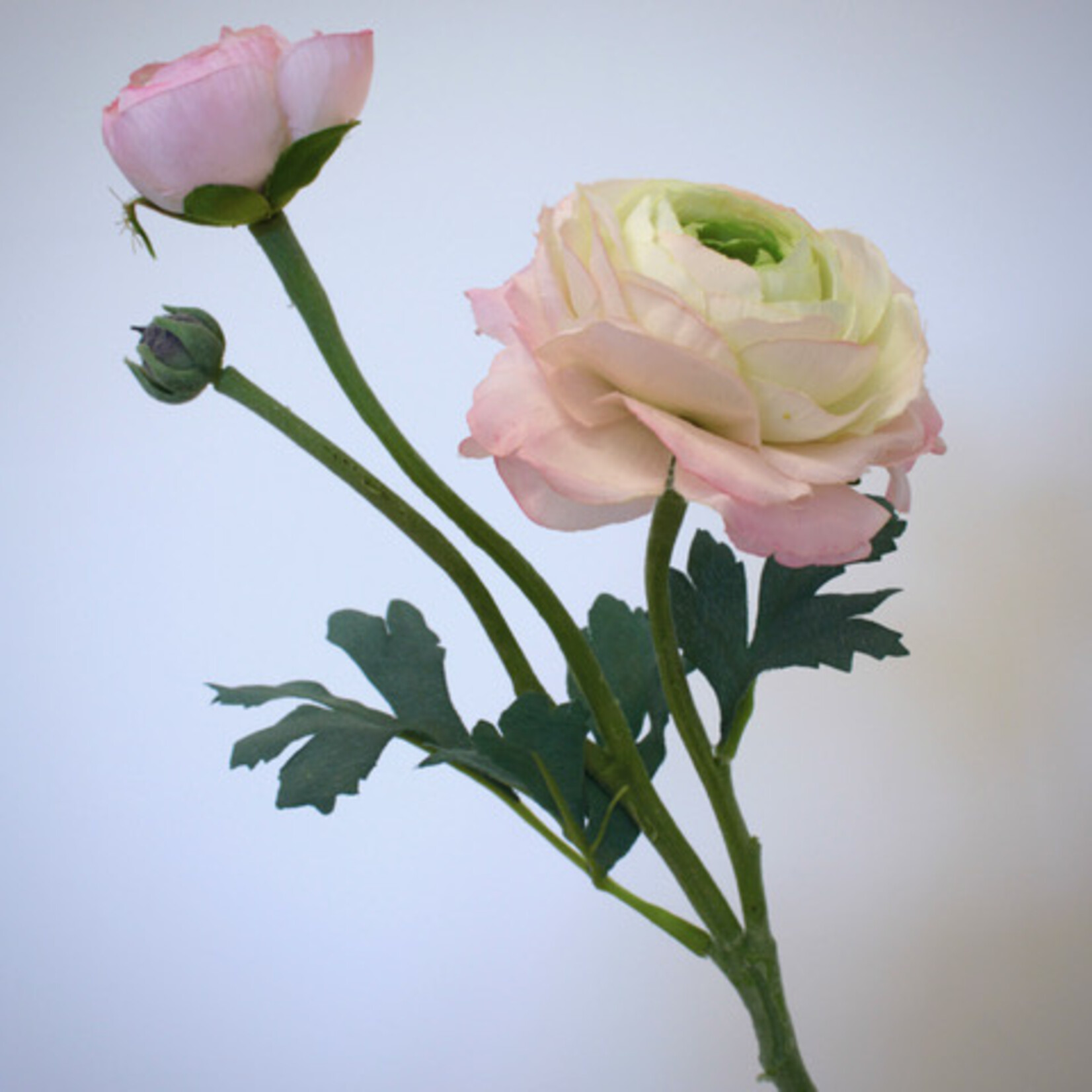 RANUNCULUS DOUBLE | LIGHT PINK | 40 CM